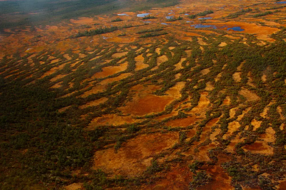 Aerial photo: peatlands
